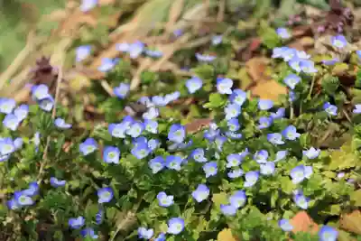 阿久津「田村神社」（郡山市阿久津町）旧社名：伊豆箱根三嶋三社の自然