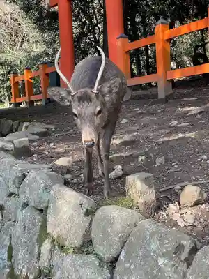春日大社(奈良県)