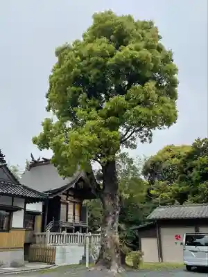 荘八幡神社の自然