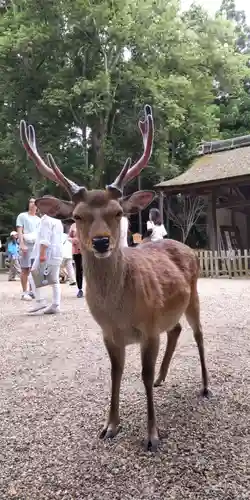 春日大社の動物