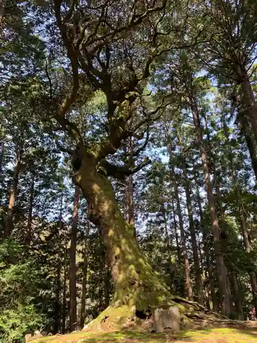 八幡神社の自然