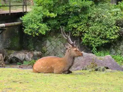 厳島神社(広島県)