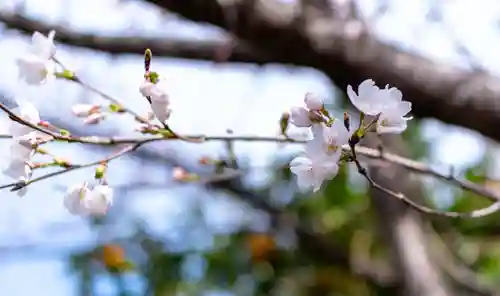 平野神社(京都府)