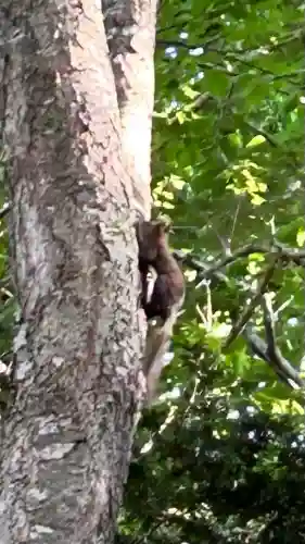 小板端光稲荷(北海道)