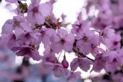平野神社(京都府)