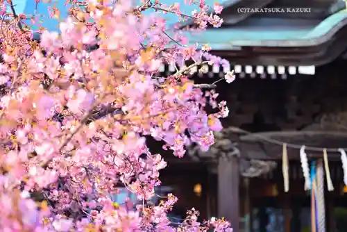 桜神宮(東京都)