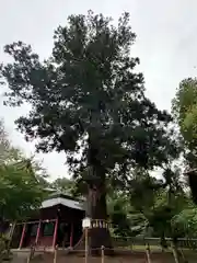 志波彦神社・鹽竈神社(宮城県)