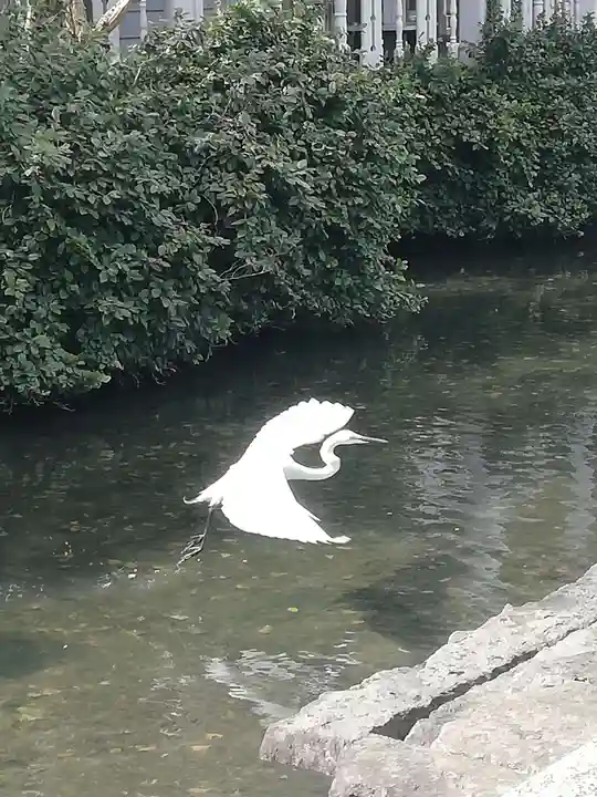 佐嘉神社・松原神社の動物