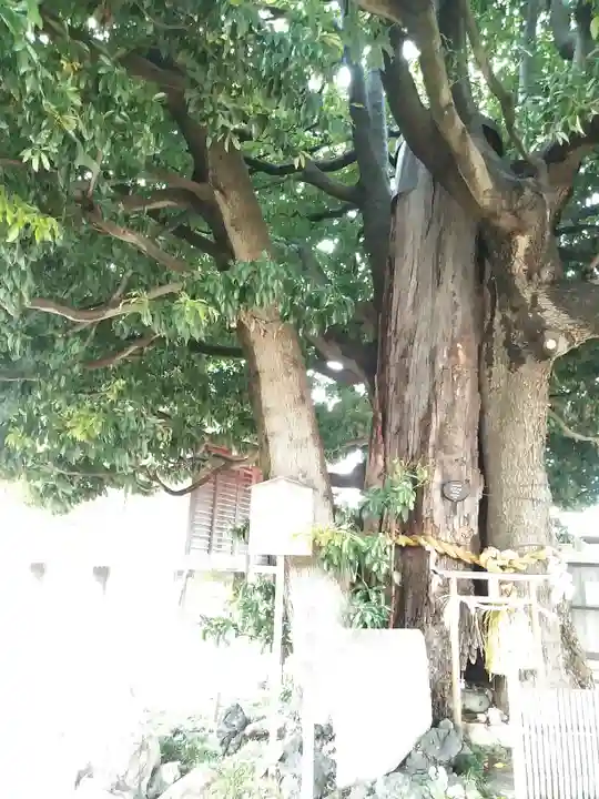 嶺白山神社の自然