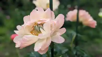 金蛇水神社(宮城県)