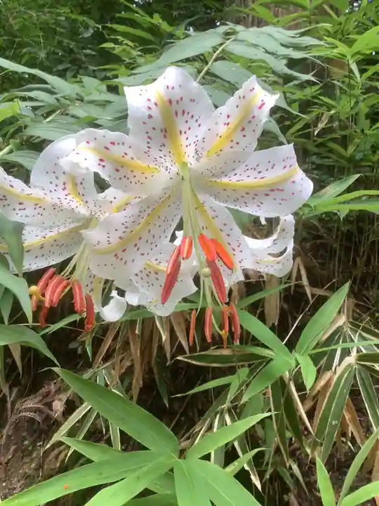 諏訪神社(岐阜県)
