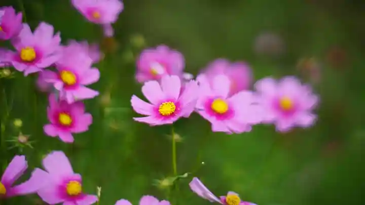 般若寺 ❁コスモス寺❁(奈良県)