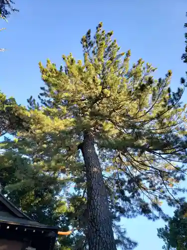 下高井戸八幡神社（下高井戸浜田山八幡神社）の庭園