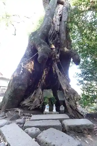 三嶋大社(静岡県)