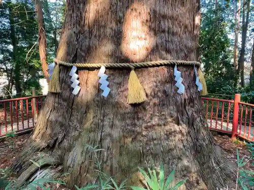麻賀多神社の自然