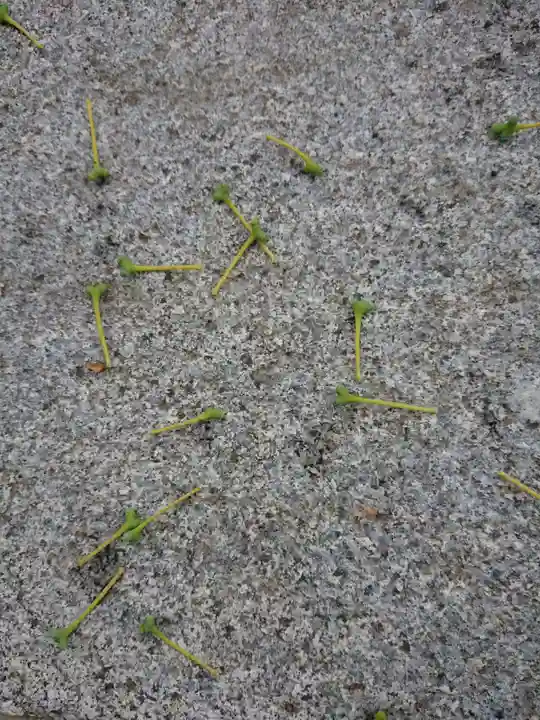 賀羅加波神社の自然