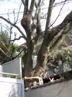 円珠庵(鎌八幡)(大阪府)