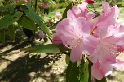 半木神社(賀茂別雷神社境外末社)の自然