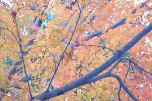 宇治神社の自然