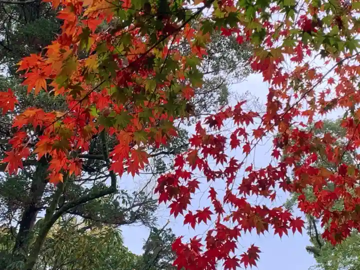 東寺(教王護国寺)の自然