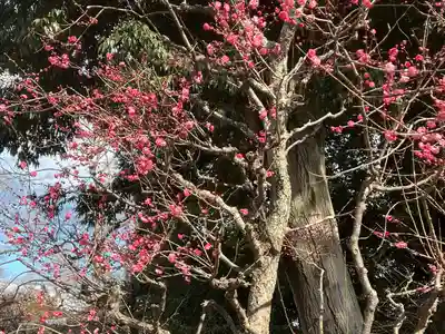 北野天満宮(京都府)