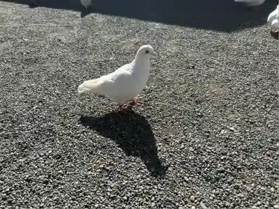 旗上弁財天社の動物