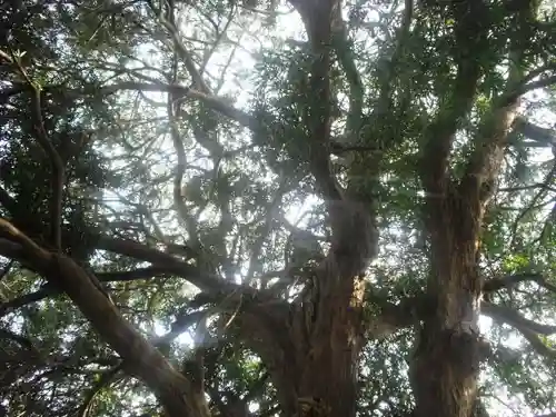 安養院　(田代寺）の自然