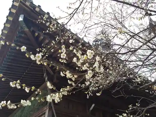 熊野神社（下矢田町）の自然