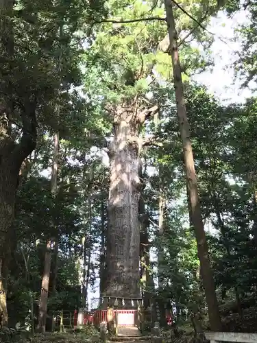 麻賀多神社の自然