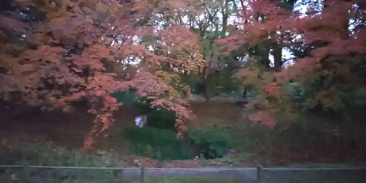賀茂御祖神社(下鴨神社)の自然