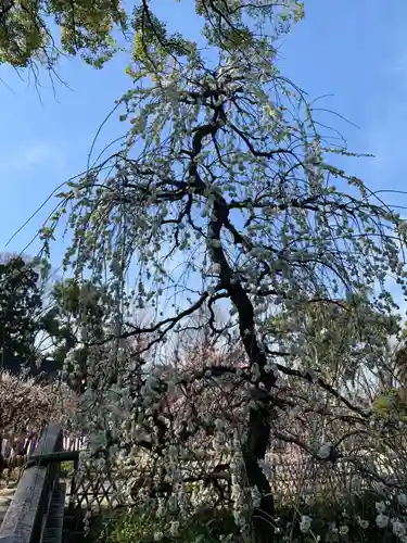 北野天満宮の自然