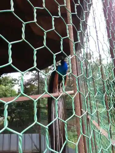 進雄神社(群馬県)