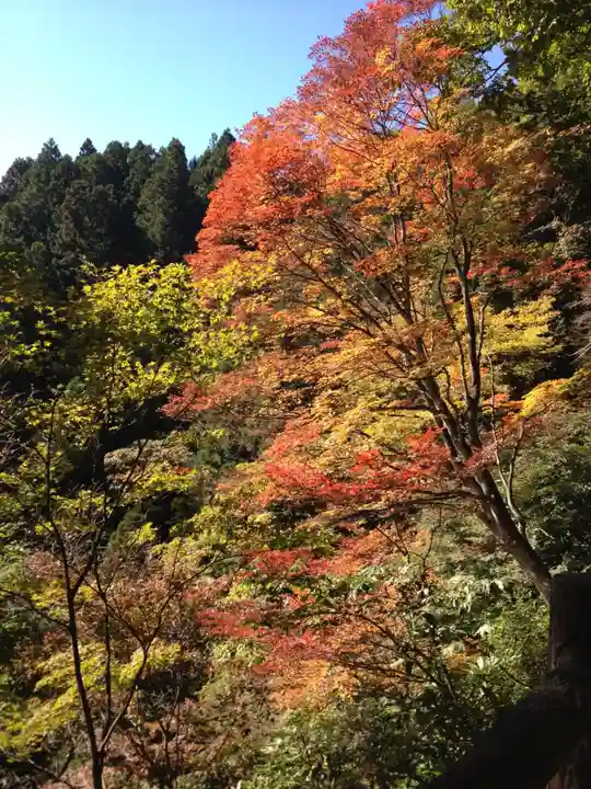 武蔵御嶽神社の自然