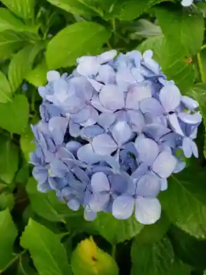 妙法寺(東京都)