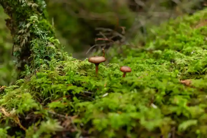 大瀧神社(長野県)