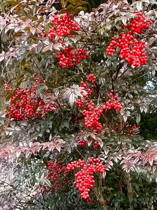 岩戸別神社の{uncategorized: "未分類", other: "その他", undefined: "問題あり", building: "その他建物", grave: "お墓", sacred_gate: "鳥居", guardian: "狛犬", statue: "像", buddha: "仏像", history: "歴史", nature: "自然", garden: "庭園", animal: "動物", pagoda: "塔", temizu: "手水舎", mountain_gate: "山門・神門", sanctuary: "本殿・本堂", subordinate: "末社・摂社", art: "芸術", scenery: "景色", jizo: "地蔵", ema: "絵馬", goshuin: "御朱印", omikuji: "おみくじ", items: "授与品その他", amulet: "お守り", goshuincho: "御朱印帳", eats: "食事", festival: "お祭り", votive_dance: "神楽", shichigosan: "七五三参", wedding: "結婚式", experience: "体験その他", initially: "初詣", around: "周辺", anti_infection: "感染症対策"}