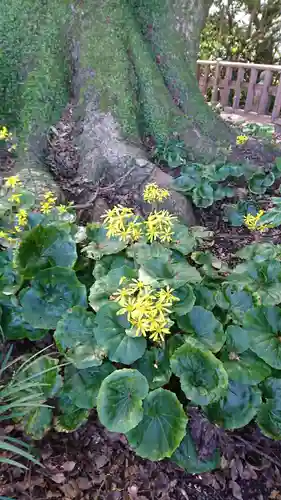 高良大社の自然