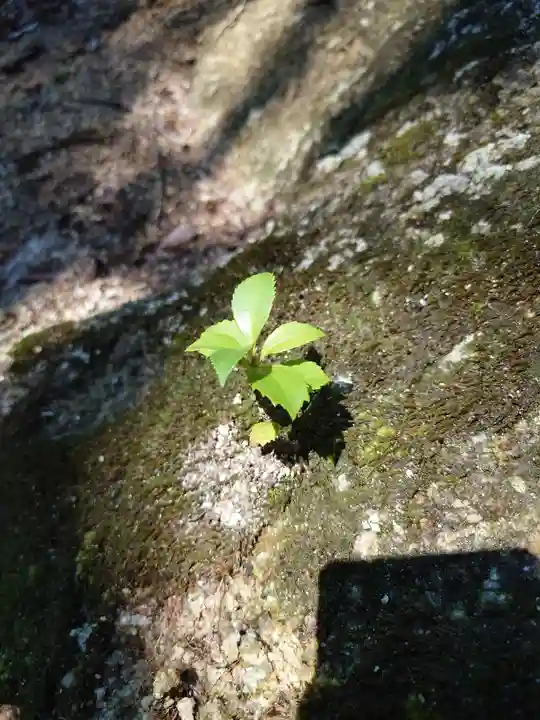 星田妙見宮の自然