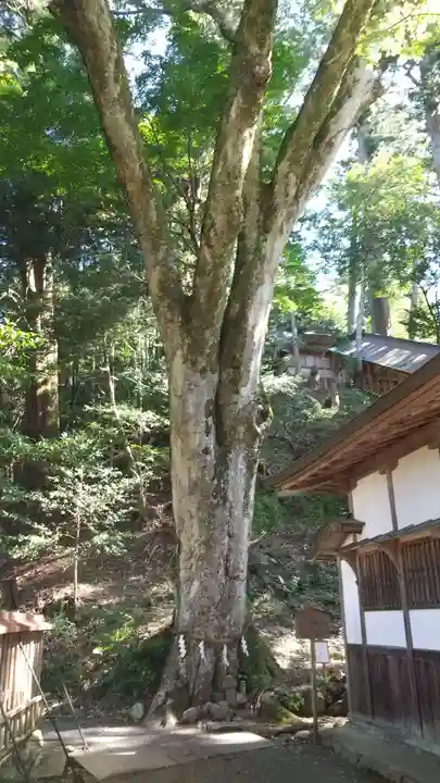 丹生川上神社(下社)の自然