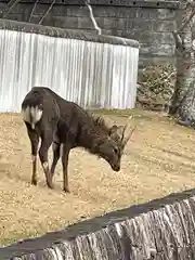 白毫寺の動物