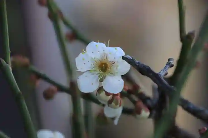大鏑神社の自然