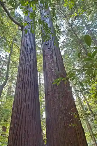 若狭彦神社（上社）の自然