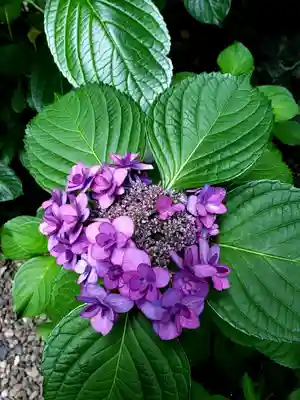 五十稲荷神社(栄寿稲荷神社)(東京都)