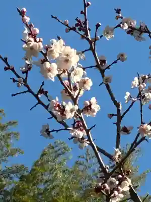 本立寺の{uncategorized: "未分類", other: "その他", undefined: "問題あり", building: "その他建物", grave: "お墓", sacred_gate: "鳥居", guardian: "狛犬", statue: "像", buddha: "仏像", history: "歴史", nature: "自然", garden: "庭園", animal: "動物", pagoda: "塔", temizu: "手水舎", mountain_gate: "山門・神門", sanctuary: "本殿・本堂", subordinate: "末社・摂社", art: "芸術", scenery: "景色", jizo: "地蔵", ema: "絵馬", goshuin: "御朱印", omikuji: "おみくじ", items: "授与品その他", amulet: "お守り", goshuincho: "御朱印帳", eats: "食事", festival: "お祭り", votive_dance: "神楽", shichigosan: "七五三参", wedding: "結婚式", experience: "体験その他", initially: "初詣", around: "周辺", anti_infection: "感染症対策"}