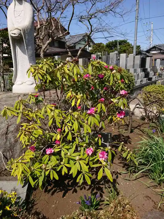 来迎寺(材木座)の自然