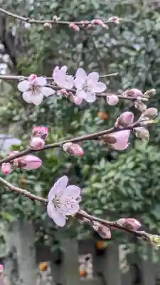 平野神社(京都府)