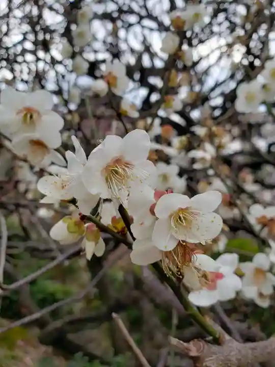 東長谷寺 薬王院(東京都)