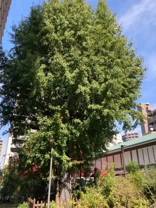 成子天神社の自然