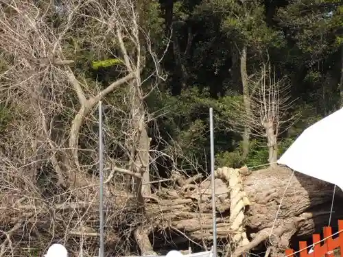 鶴岡八幡宮の自然