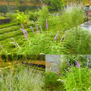 寿量山 速成寺(奈良県)(2022年09月21日(水) 10時32分06秒投稿)